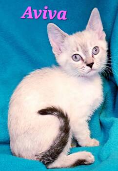 Siamese Cats Available for Adoption in Macon, Georgia - Aviva | PetCurious