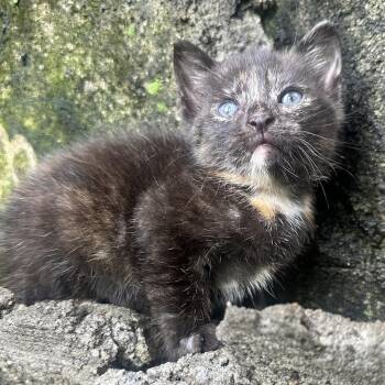 Esmerelda -  Domestic Short Hair Cat for Adoption in New York, New York - Esmerelda | PetCurious