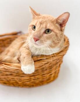 Domestic Short Hair Cats Available for Adoption in Bowling Green, Kentucky - Screech | PetCurious