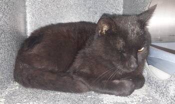 BB -  Domestic Short Hair Cat for Adoption in Mocksville, North Carolina - BB | PetCurious