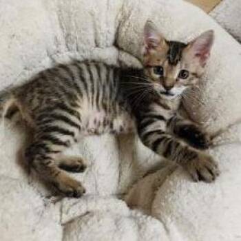 Jive -  Domestic Short Hair Cat for Adoption in Houston, Texas - Jive | PetCurious