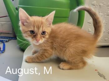 Domestic Short Hair Cats Available for Adoption in Camden, Tennessee - August | PetCurious