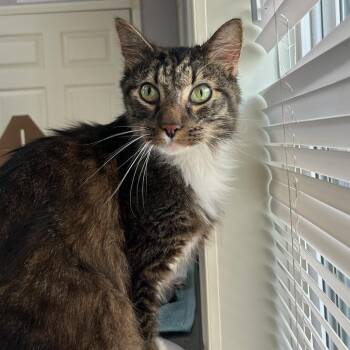 Domestic Medium Hair Cats Available for Adoption in Jupiter, Florida - Blake | PetCurious