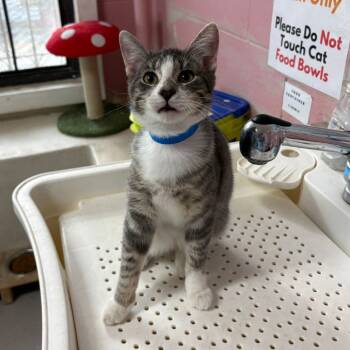 Rescue Domestic Short Hair Cats for Adoption in Laredo, Texas - Jasper | PetCurious