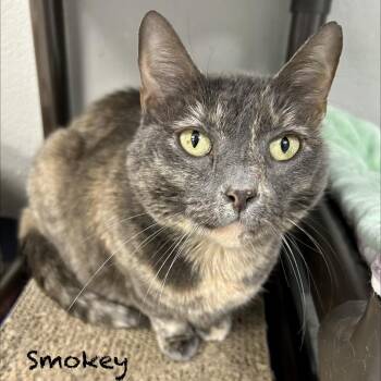 Domestic Short Hair Cats Available for Adoption in Hannibal, Missouri - Smokey | PetCurious