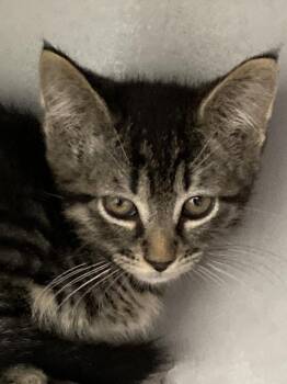 English Muffin -  Domestic Short Hair Cat for Adoption in Dayton, Minnesota - English Muffin | PetCurious
