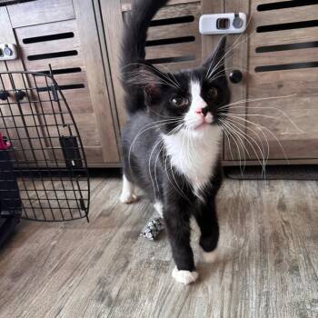 Augustus -  Domestic Long Hair Cat for Adoption in Greensburg, Pennsylvania - Augustus | PetCurious