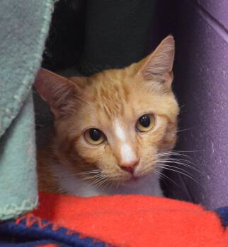 The Emperor -  American Shorthair Cat for Adoption - The Emperor | PetCurious