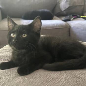 Ruby -  Domestic Short Hair Cat for Adoption in Maineville, Ohio - Ruby | PetCurious