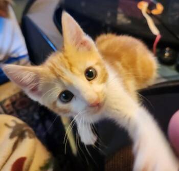 Chatter Cheese -  Domestic Short Hair Cat for Adoption in Vancouver, Washington - Chatter Cheese | PetCurious