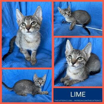 Lime -  Domestic Short Hair Cat for Adoption in Corpus Christi, Texas - Lime | PetCurious