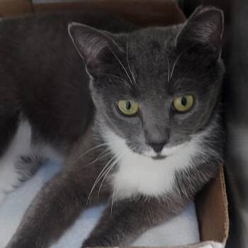 Malcom -  Domestic Short Hair Cat for Adoption in La Grange, Kentucky - Malcom | PetCurious