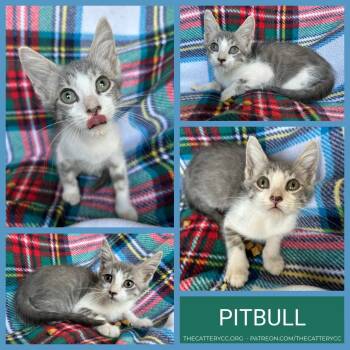 Pitbull -  Domestic Short Hair Cat for Adoption in Corpus Christi, Texas - Pitbull | PetCurious