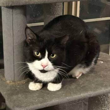 Domestic Short Hair Cats Available for Adoption in Nampa, Idaho - Crookshanks | PetCurious
