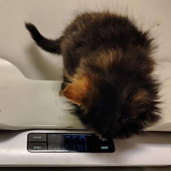 Fruity Pebble -  Domestic Long Hair Cat for Adoption in Coos Bay, Oregon - Fruity Pebble | PetCurious