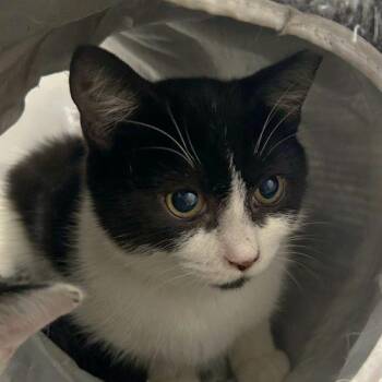 Stallone -  Tuxedo and Domestic Short Hair Cat for Adoption in Knoxville, Tennessee - Stallone | PetCurious