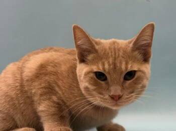 Simba -  Domestic Short Hair Cat for Adoption in Woodbury, Minnesota - Simba | PetCurious