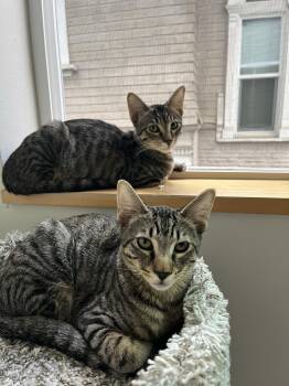 Rescue Domestic Short Hair Cats for Adoption in Seattle, Washington - Ducky And Benny | PetCurious