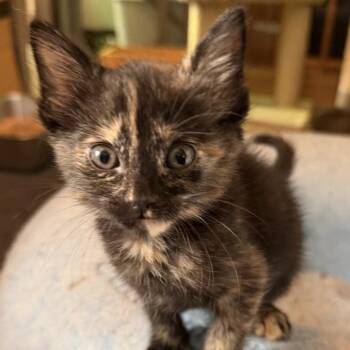 Cricket -  Domestic Short Hair Cat for Adoption in Denison, Texas - Cricket | PetCurious