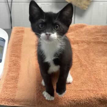 Domestic Short Hair Cats Available for Adoption in Riverside, California - Pearberry | PetCurious