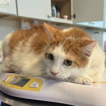 Rescue Domestic Short Hair Cats for Adoption in Huntington, West Virginia - Cartman | PetCurious
