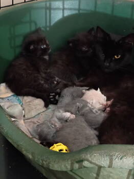 Rescue Domestic Short Hair Cats for Adoption in Cromwell, Kentucky - Gemma | PetCurious