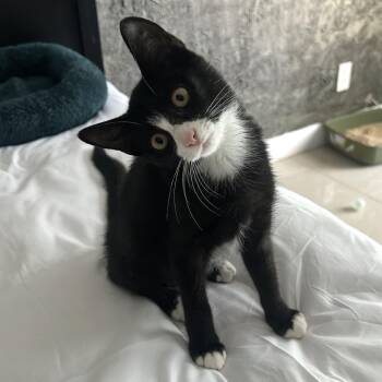 Bellatrix -  Domestic Short Hair Cat for Adoption in Sunrise, Florida - Bellatrix | PetCurious
