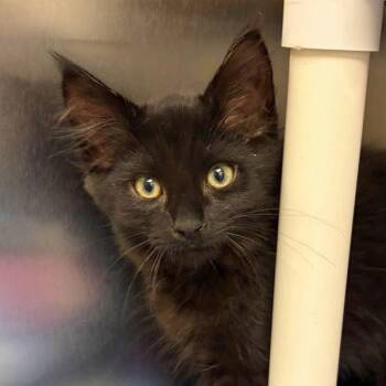 Mullholland -  Domestic Long Hair Cat for Adoption in Walnut Creek, California - Mullholland | PetCurious