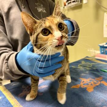 Traffic Stop -  Domestic Short Hair Cat for Adoption in Baltimore, Maryland - Traffic Stop | PetCurious