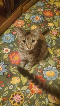 Adora -  Domestic Short Hair Cat for Adoption in Mansfield, Texas - Adora | PetCurious