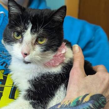 Domestic Short Hair Cats Available for Adoption - Rue | PetCurious