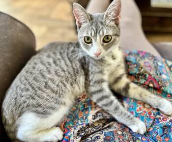 Domestic Short Hair Cats Available for Adoption - Sunday | PetCurious