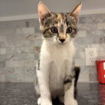 Microwave -  Calico and Domestic Short Hair Cat Available for Adoption in Pearland, Texas - Microwave | PetCurious