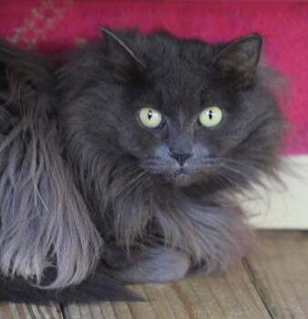 Rescue Domestic Long Hair Cats for Adoption in North Fort Myers, Florida - Cosmella | PetCurious