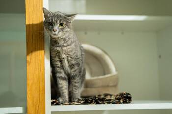 Jasmine -  Domestic Short Hair Cat for Adoption in Morgantown, West Virginia - Jasmine | PetCurious