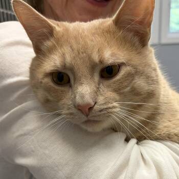 Biggie -  American Shorthair Cat for Adoption in Scituate, Massachusetts - Biggie | PetCurious