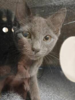 Leo -  Domestic Short Hair Cat for Adoption in Greenfield, Indiana - Leo | PetCurious