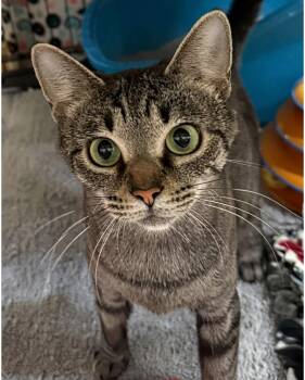 June -  Domestic Short Hair Cat for Adoption in Blasdell, New York - June | PetCurious