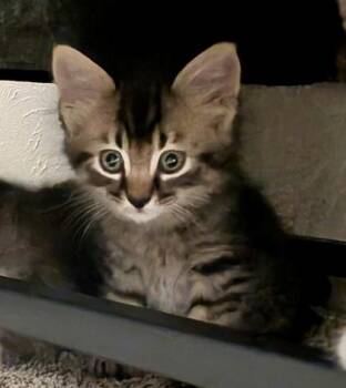Ferdie (pre adopt) -  Domestic Medium Hair and Domestic Short Hair Cat for Adoption in Fort Worth, Texas - Ferdie (pre Adopt) | PetCurious