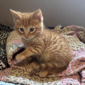 Domestic Short Hair Cats Available for Adoption in Madison, Wisconsin - Butternut | PetCurious