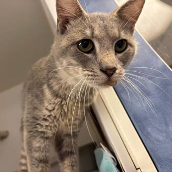 The Muffin Man -  Domestic Short Hair Cat for Adoption in Saint Joseph, Missouri - The Muffin Man | PetCurious