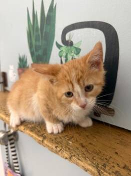 Cyclone -  Domestic Short Hair Cat for Adoption in Pomona, New York - Cyclone | PetCurious