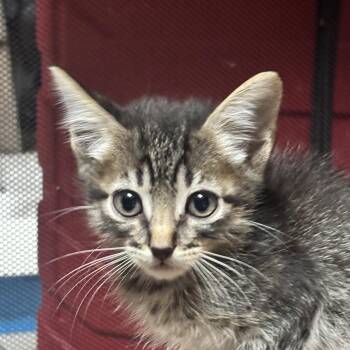 Buzz -  Domestic Short Hair Cat for Adoption in Liverpool, Texas - Buzz | PetCurious