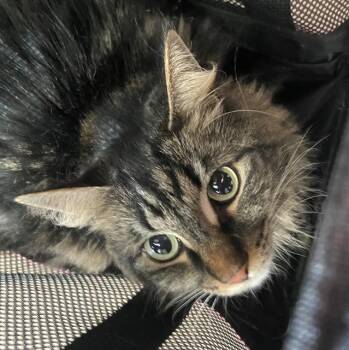 Domestic Long Hair Cats Available for Adoption in Dallas, Texas - VICKY | PetCurious