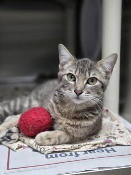 Azalea -  Domestic Short Hair Cat for Adoption in San Antonio, Texas - Azalea | PetCurious