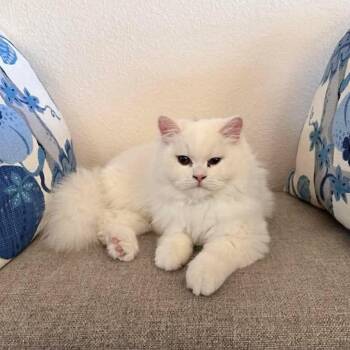 Ghost -  Turkish Angora and Persian Cat for Adoption - Ghost | PetCurious