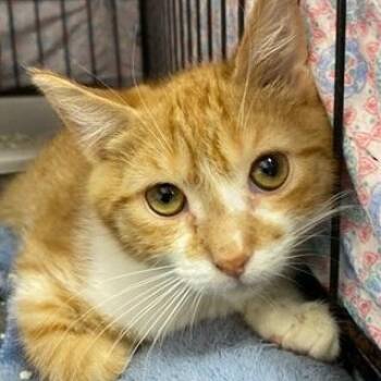 Rescue Domestic Short Hair Cats for Adoption in Ocean Isle Beach, North Carolina - Basil | PetCurious