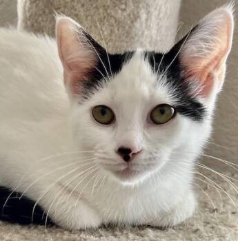 Rescue Turkish Van and Domestic Short Hair Cats for Adoption in North Highlands, California - MinkaBe | PetCurious