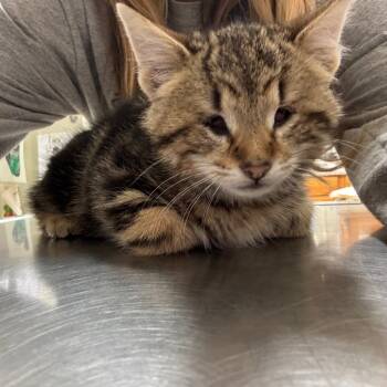 Rescue Domestic Short Hair Cats for Adoption in Pekin, Illinois - Stevie | PetCurious