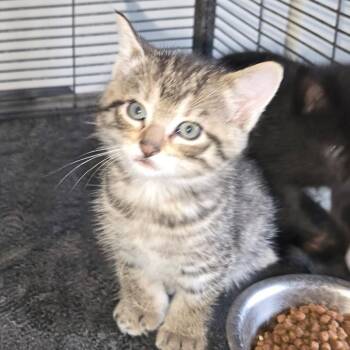 Ramona -  Domestic Short Hair Cat for Adoption in Canton, Illinois - Ramona | PetCurious
